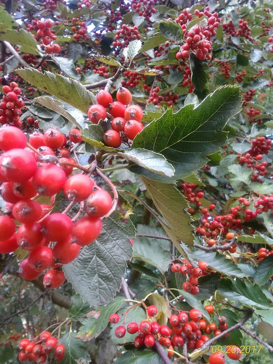 Боярышник обыкновенный крупноплодный