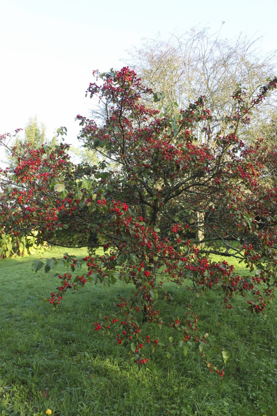 Вишня любская дерево