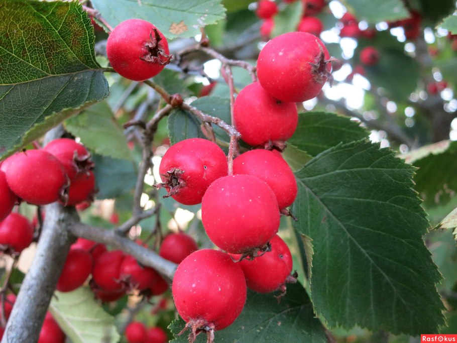 Боярышник дугласа crataegus