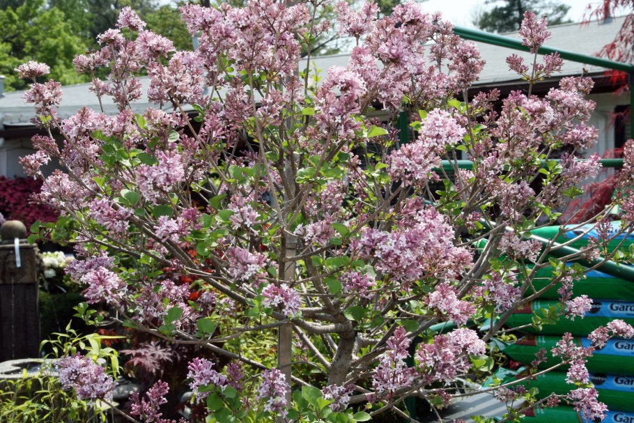 Боярышник Крымский