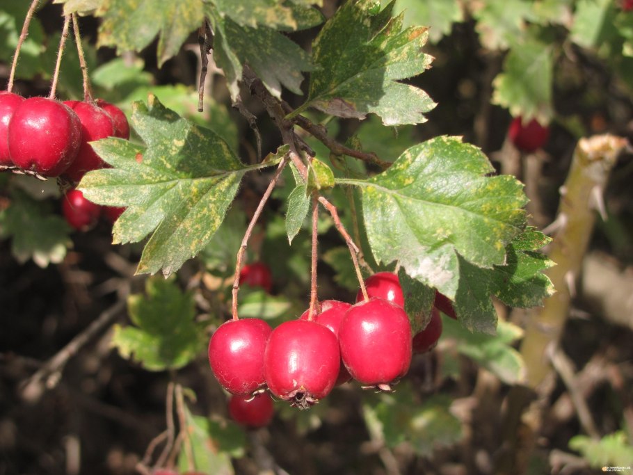 Боярышник (crataegus sanguinea)