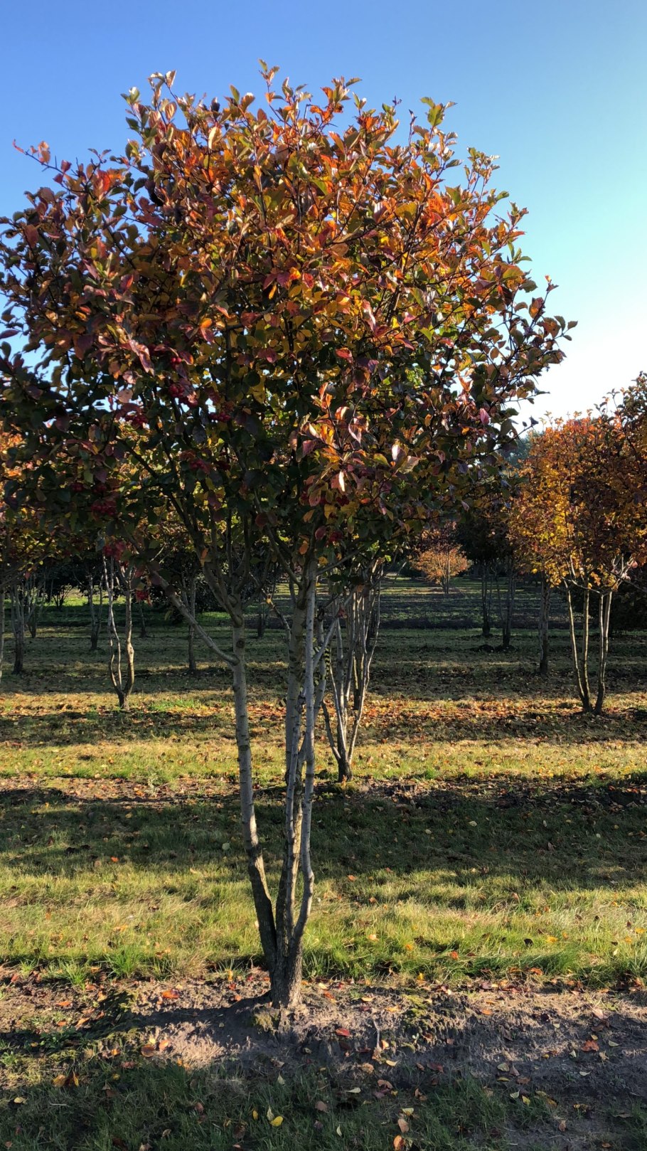 Боярышник сливолистный спленденс