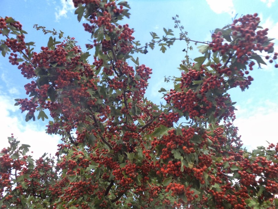 Боярышник (crataegus)