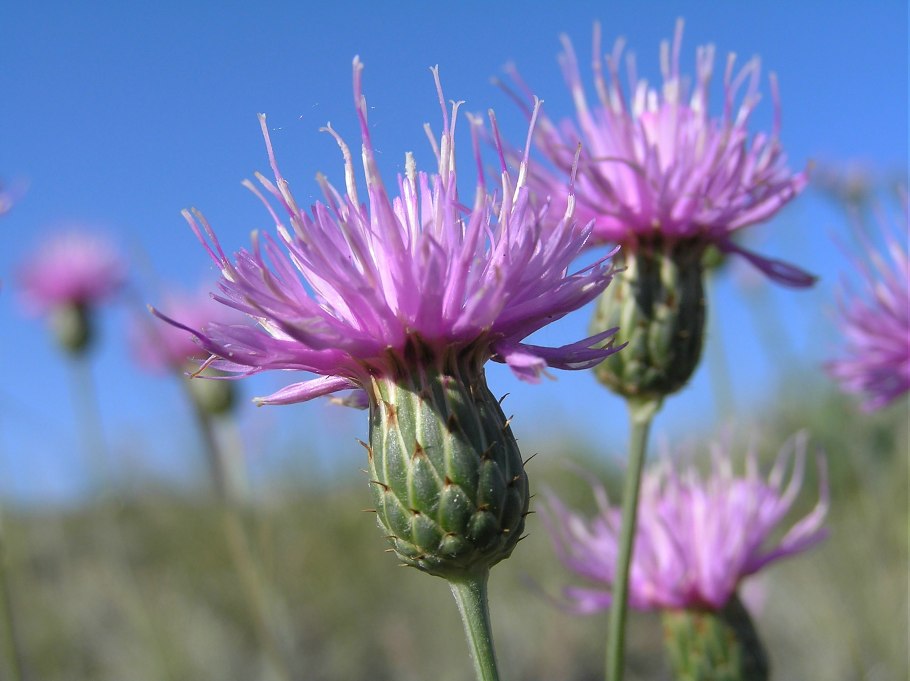 Серпуха Лучистая