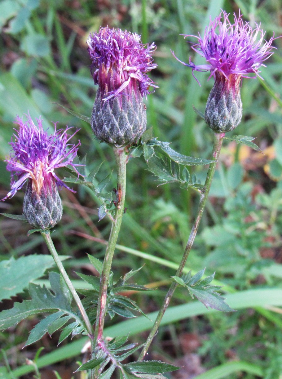 Растение серпуха Венценосная