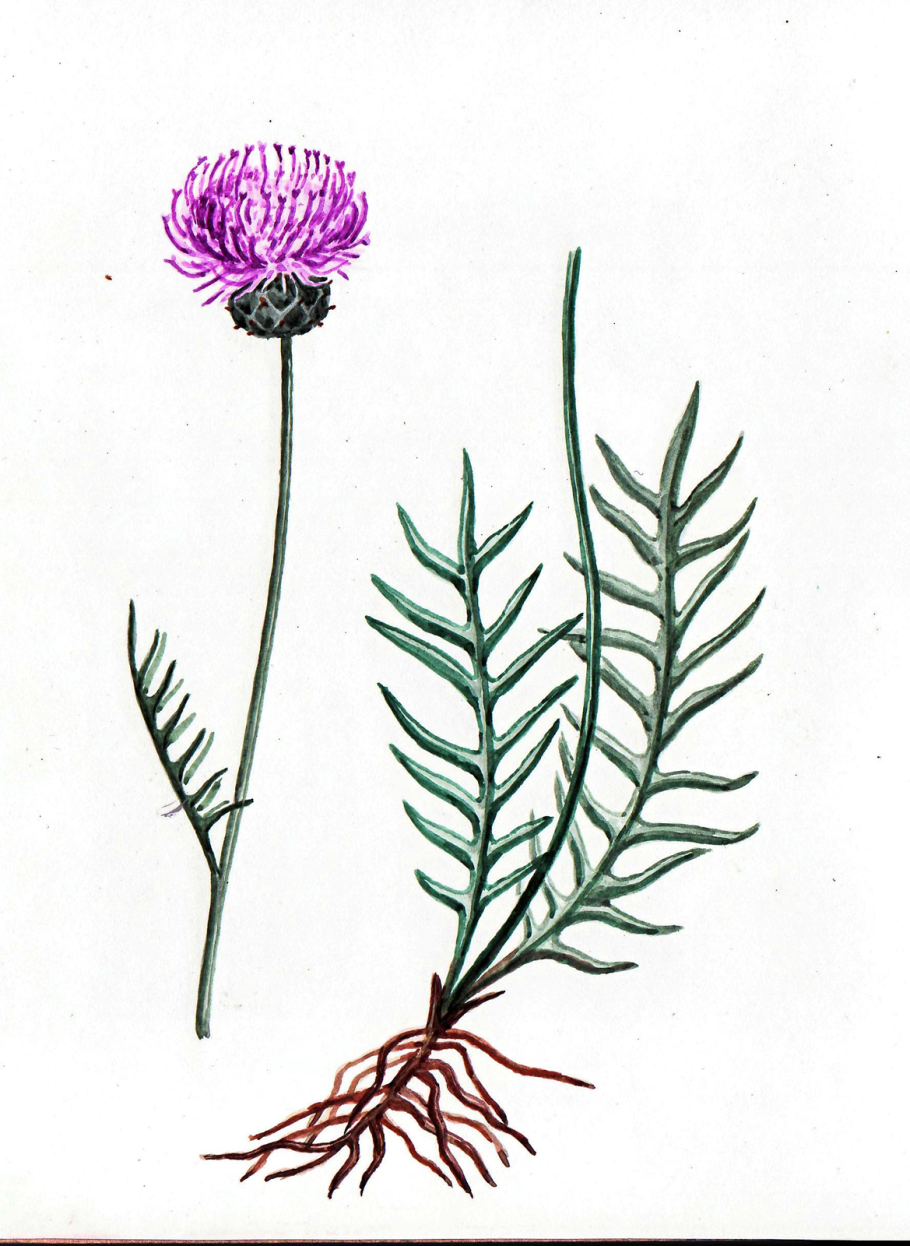 Серпуха венценосная