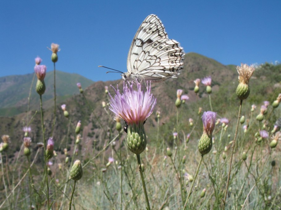 Расторопша (Марьин чертополох)