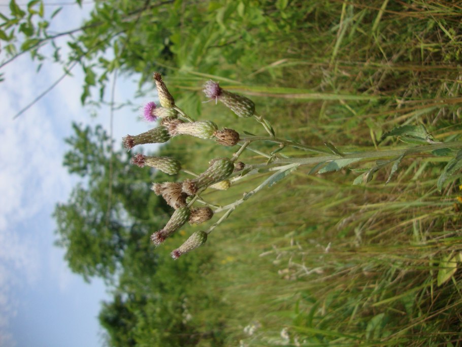 Серпуха червь