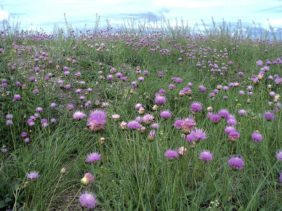 Серпуха зюзниколистная