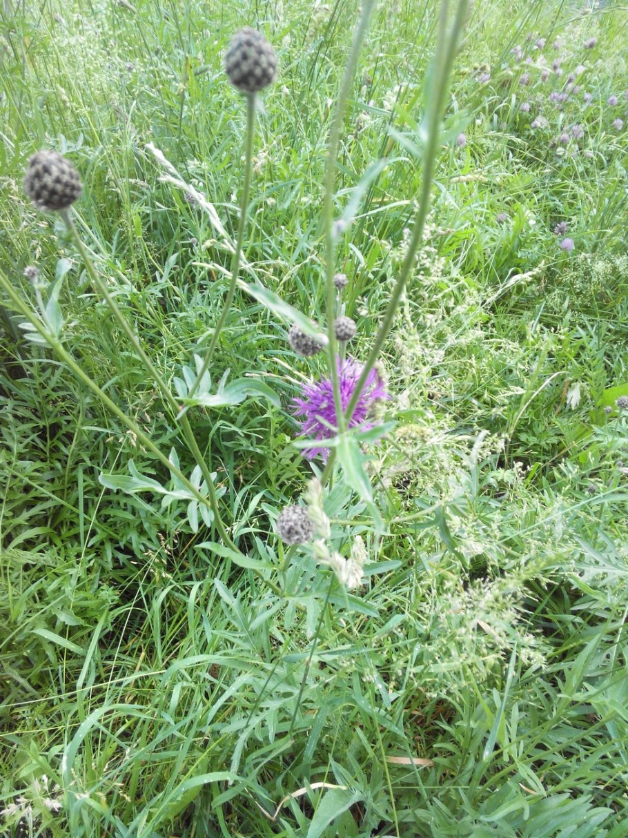 Серпуха трава медонос