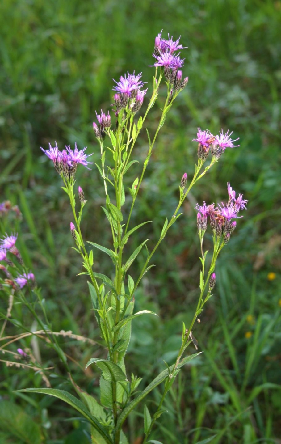 Серпуха чертополоховая