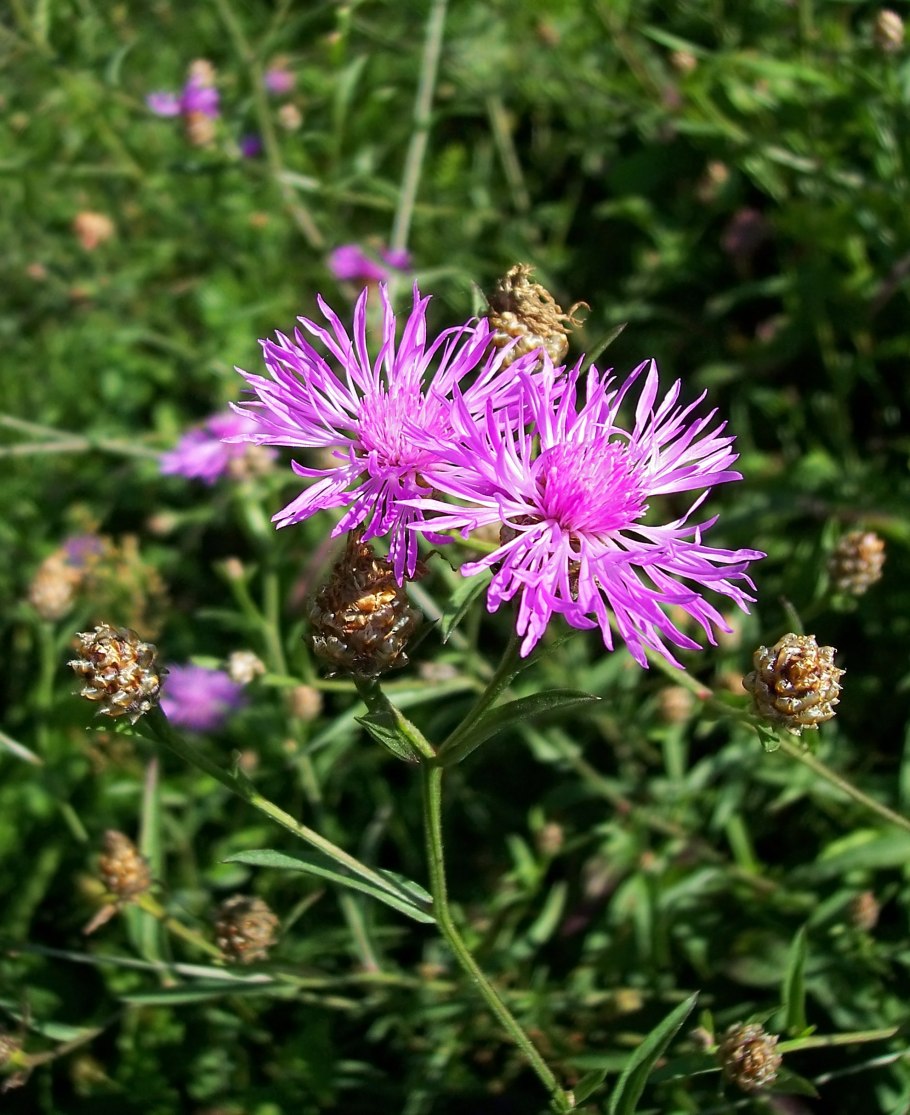 Василёк луговой centaurea jacea