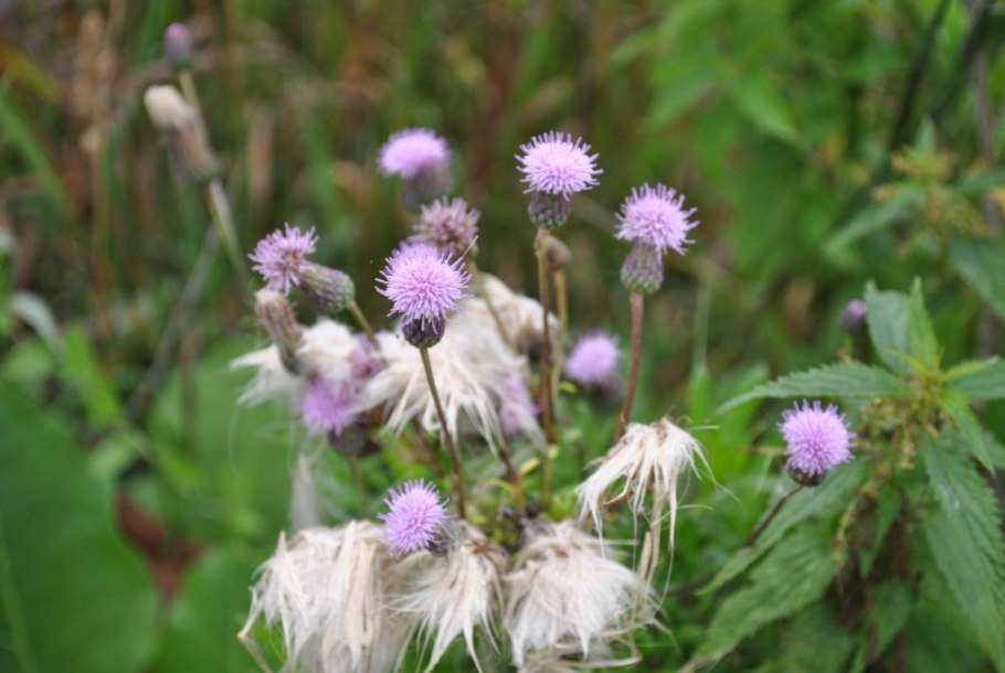 Серпуха красильная