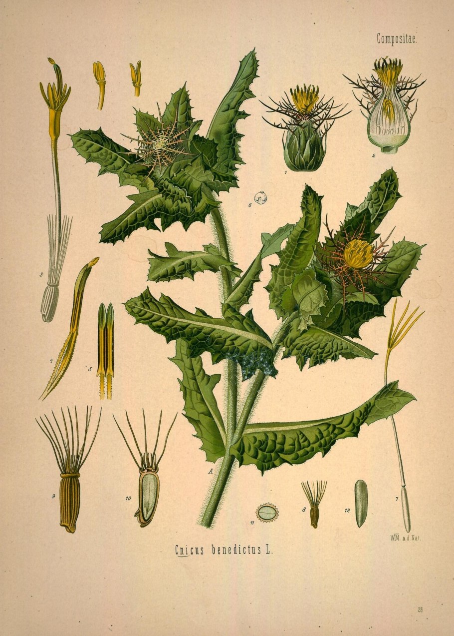 Кникус Благословенный, Горький чертополох,