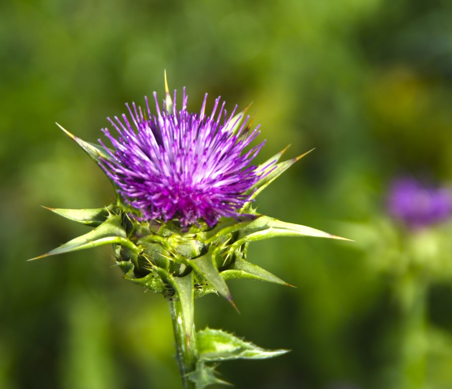 Кникус Благословенный