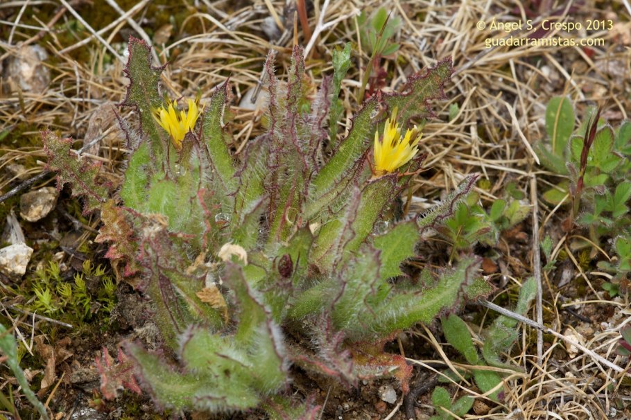 Кникус Благословенный где растёт