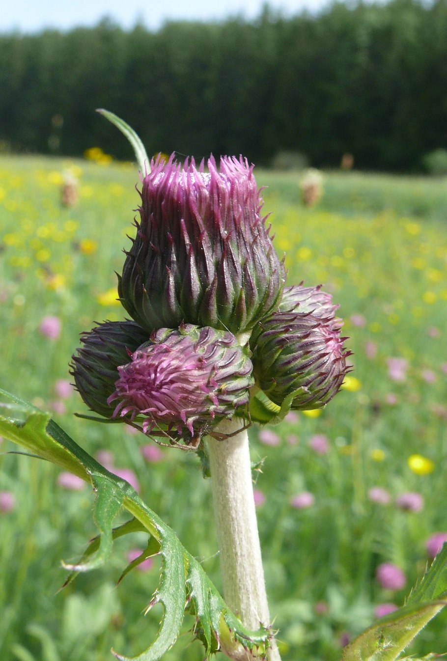 Cirsium rivulare