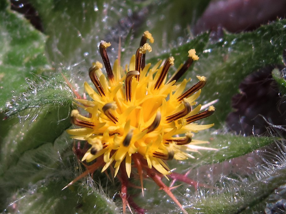 Волчец кудрявый