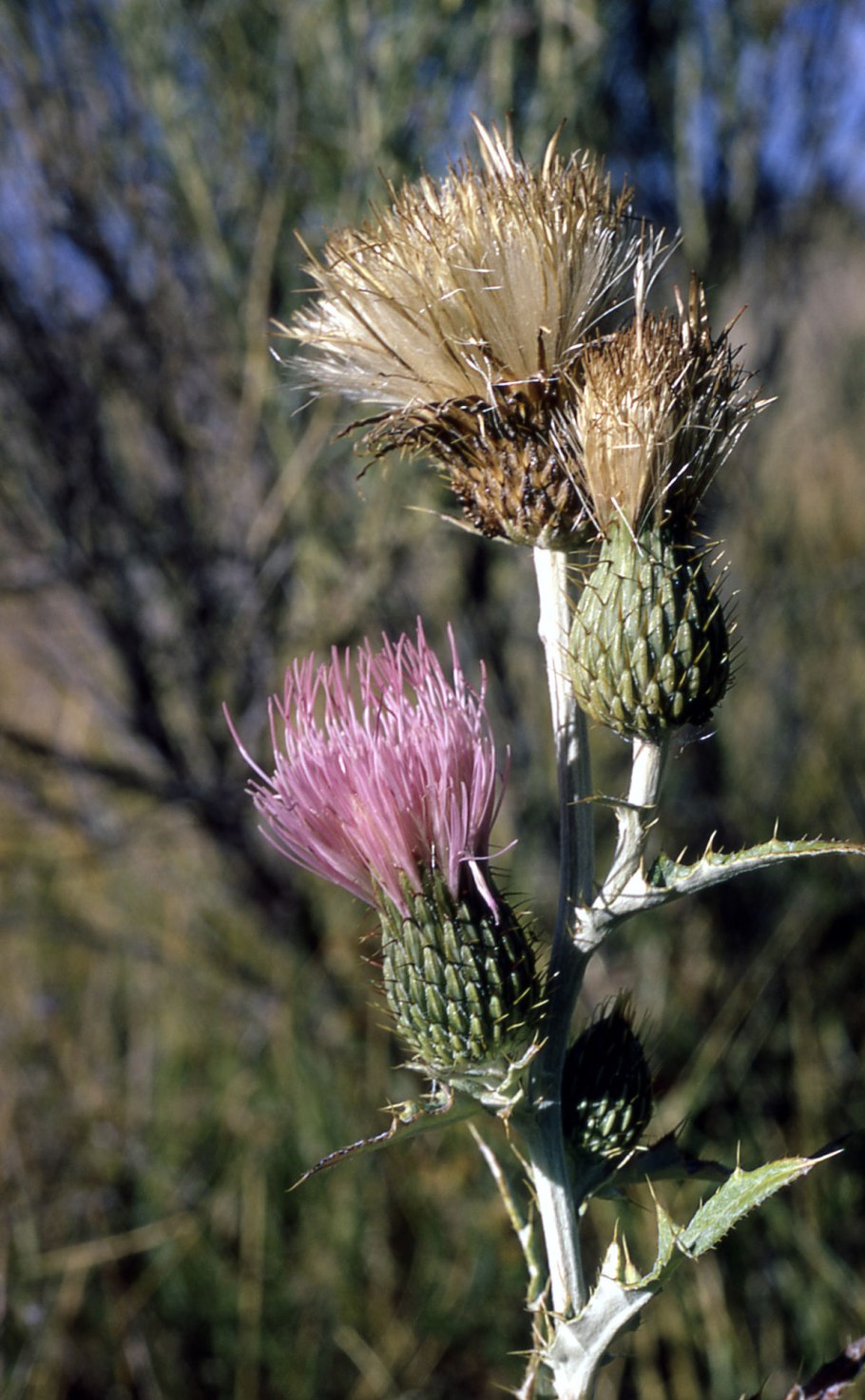Бодяк обыкновенный cirsium vulgare
