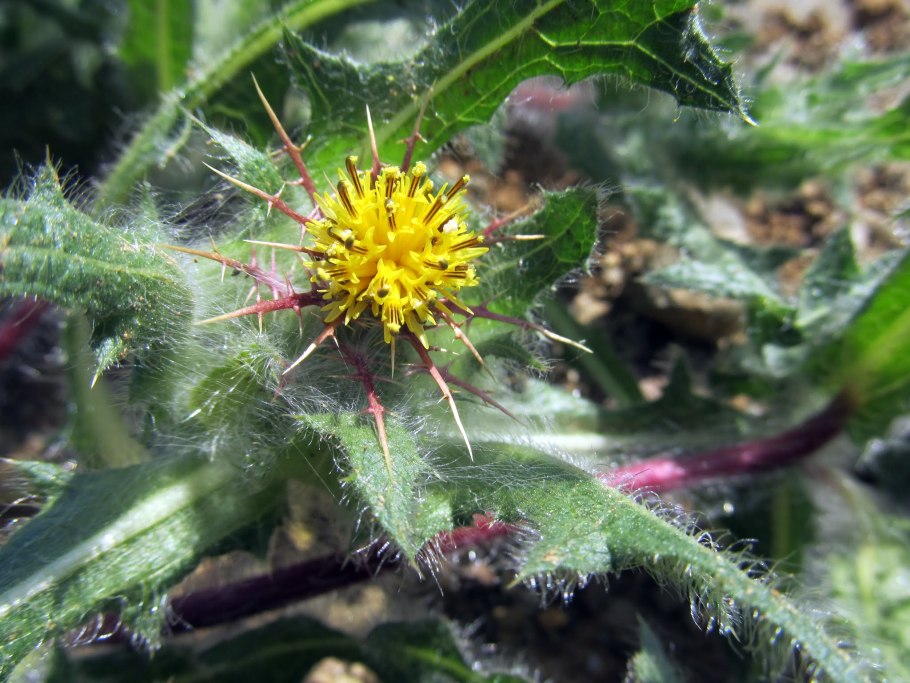 Трава Кникус