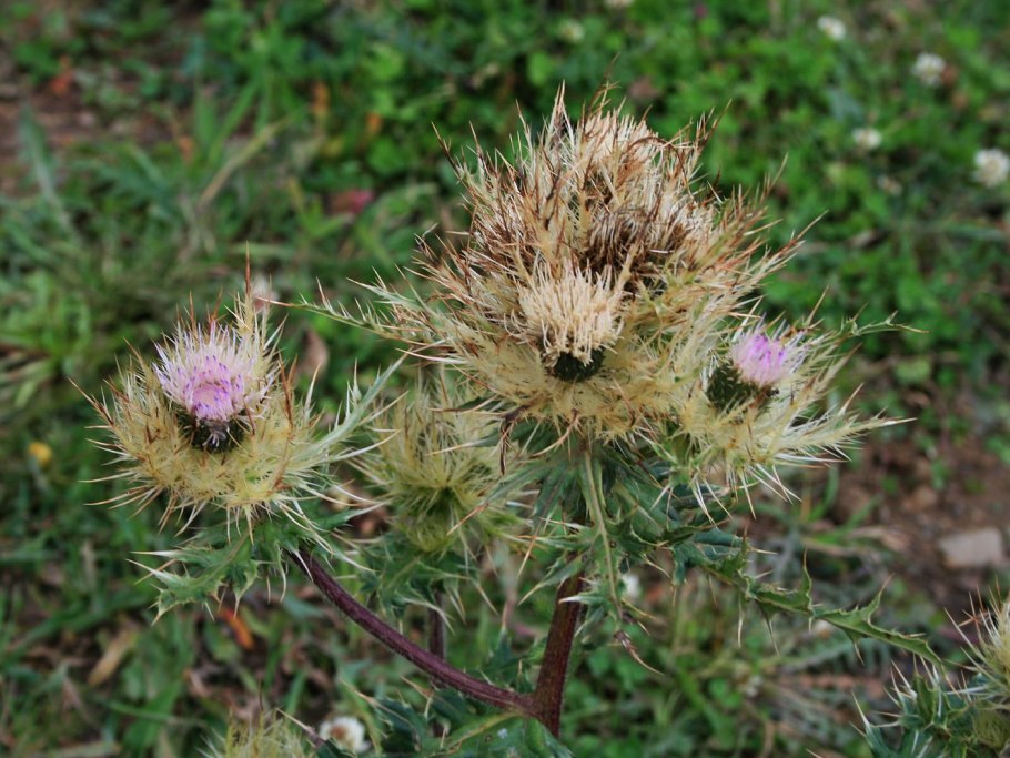 Бенедикт аптечный