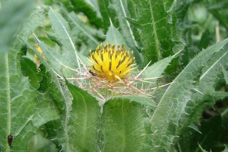 Кникус бенедиктинский