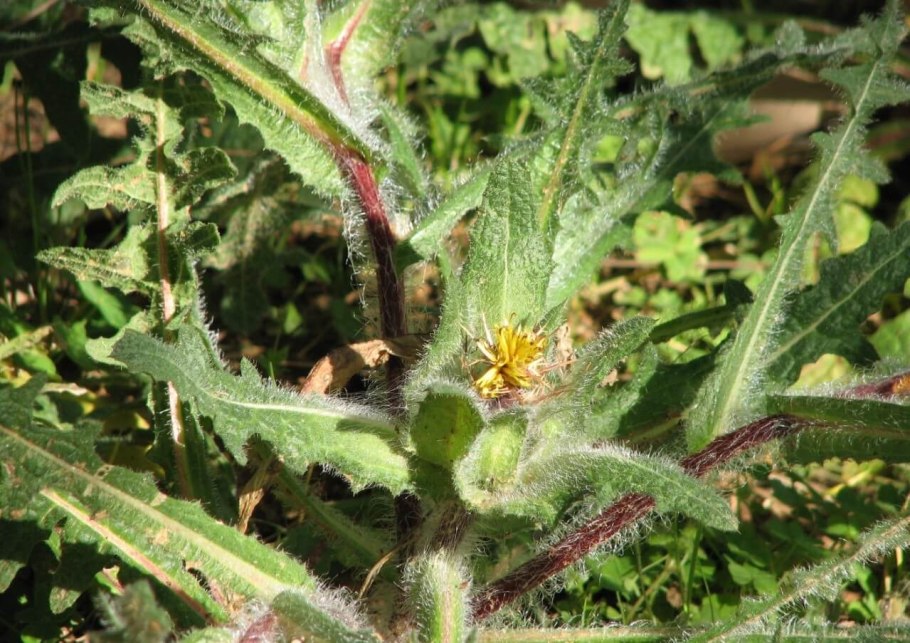 Бодяк Cirsium altissimum
