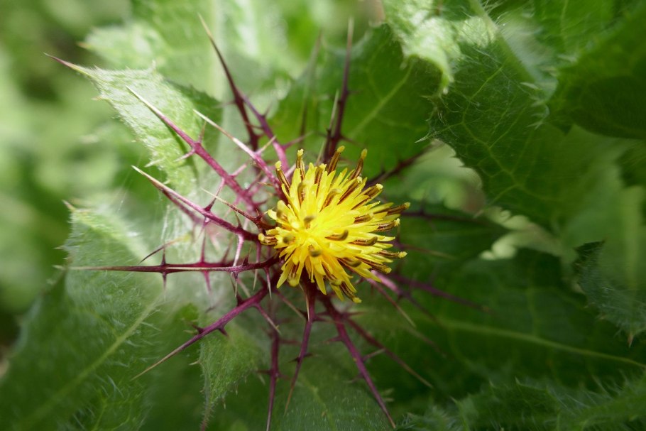 Кникус Благословенный
