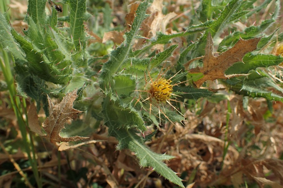 Лиловый Кникус