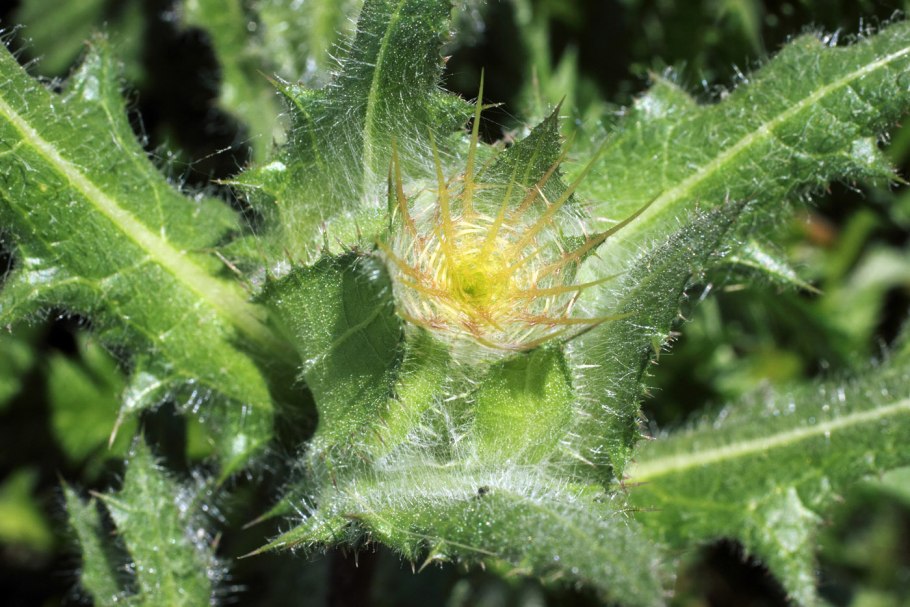 Кникус бенедиктинский