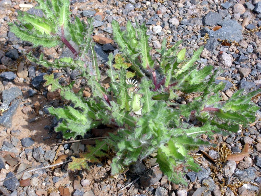 Cnicus Benedictus l. трава