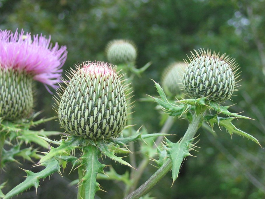 Чертополох курчавый