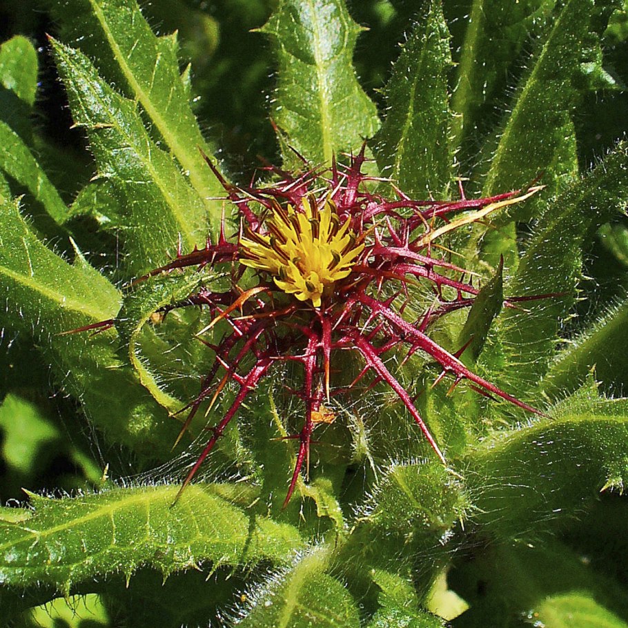 Лиловый Кникус