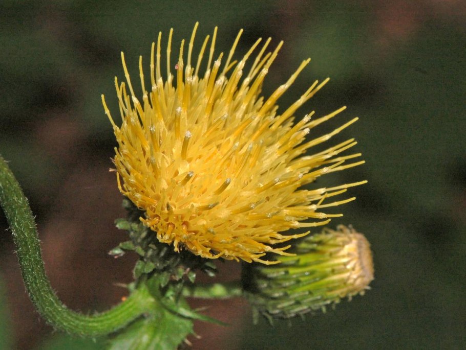 Кникус семена