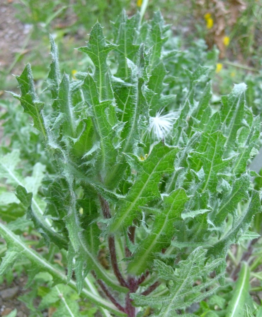 Где найти Кникус