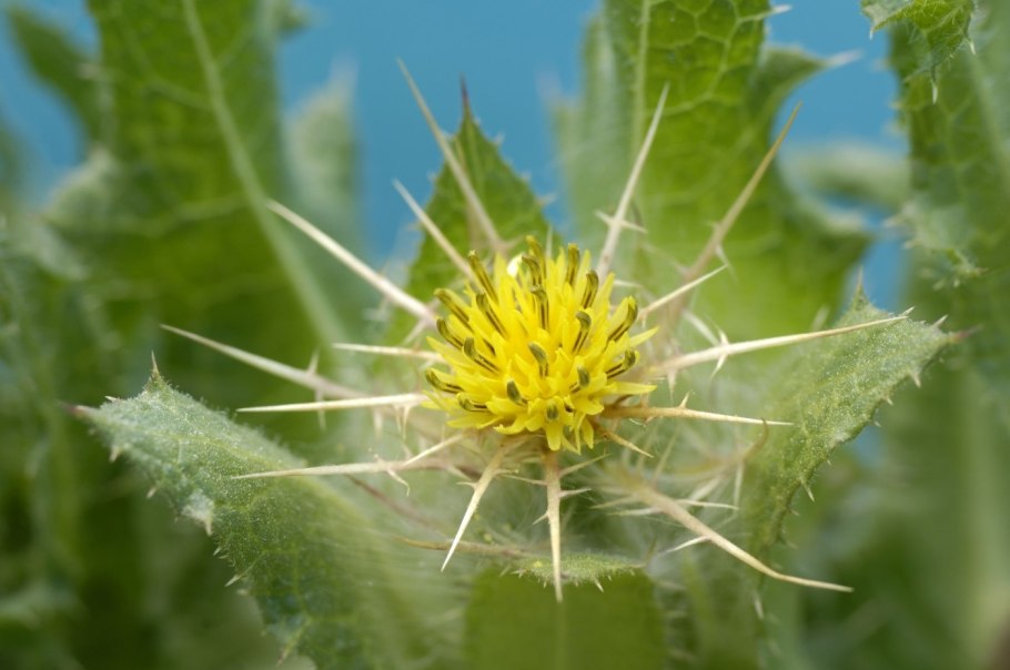 Чертополох желтый