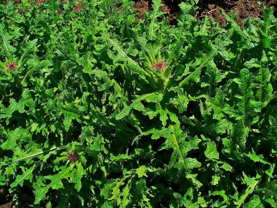 Кникус Благословенный