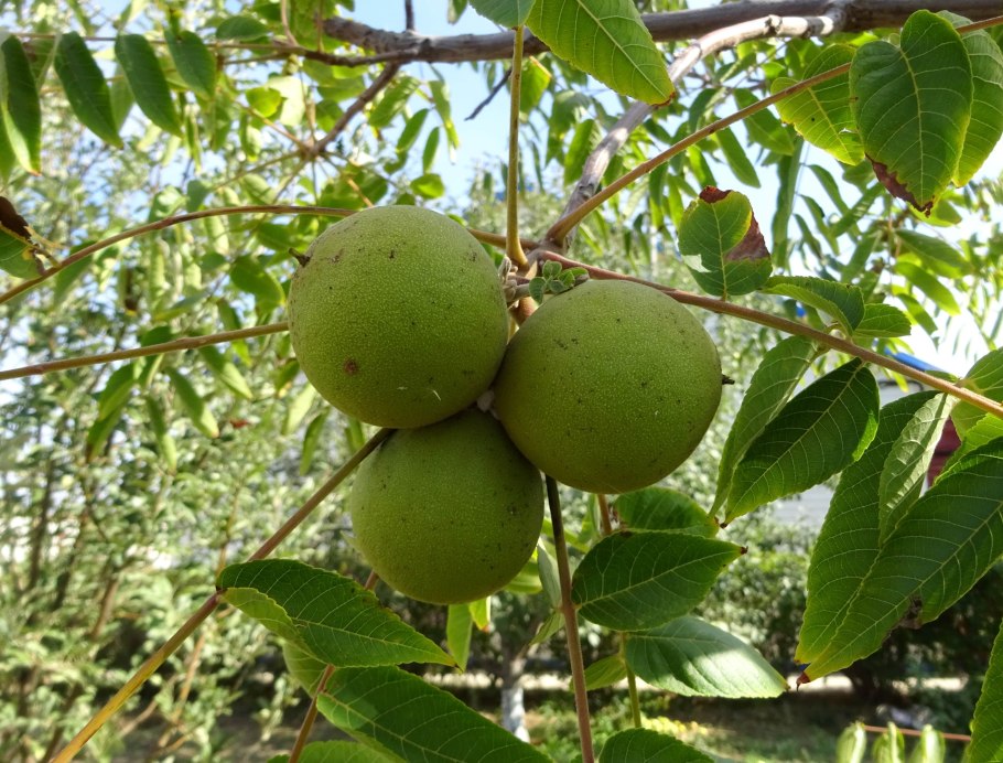 Орех чёрный Juglans nigra дерево
