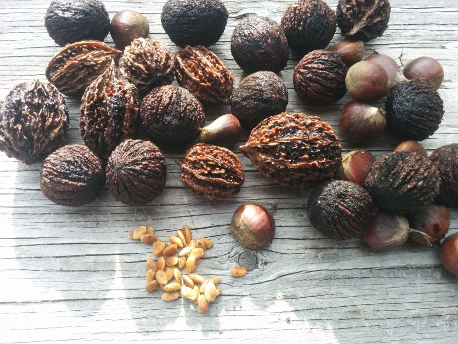 Орех черный Индиан Голд