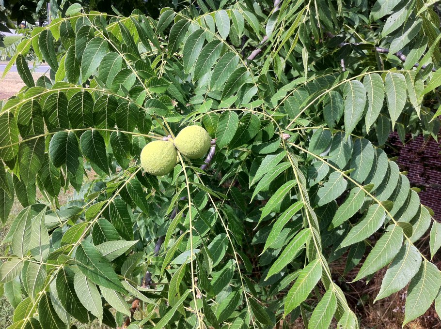 Черный маньчжурский орех