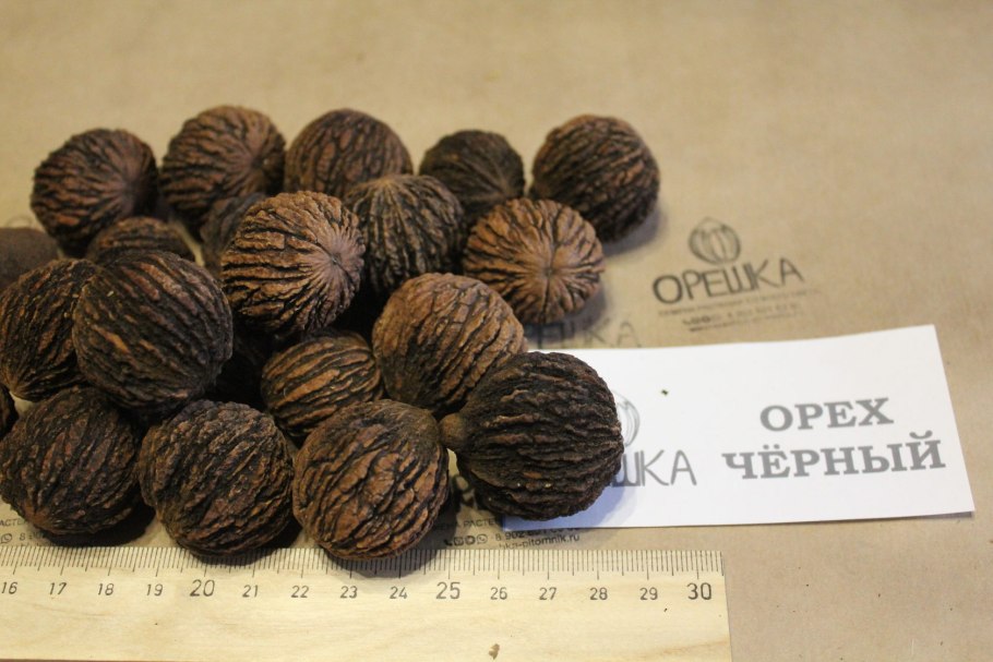 Орех черный juglans nigra