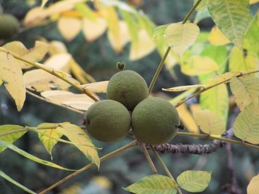 Орех серый juglans cinerea