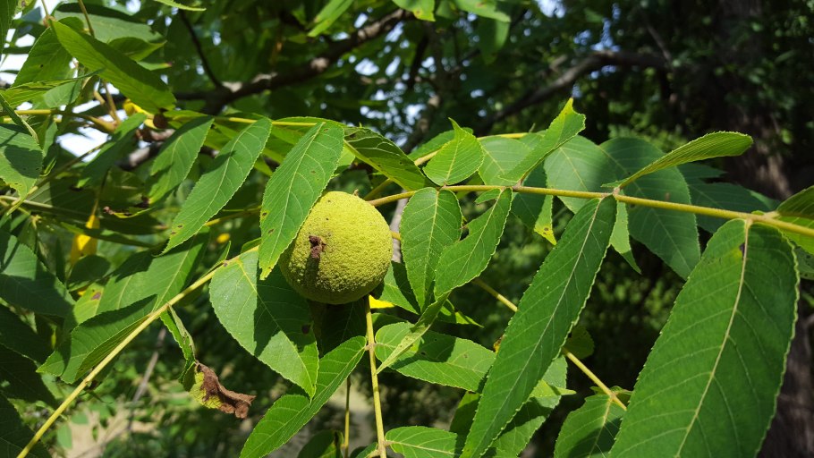 Орех чёрный Juglans nigra дерево