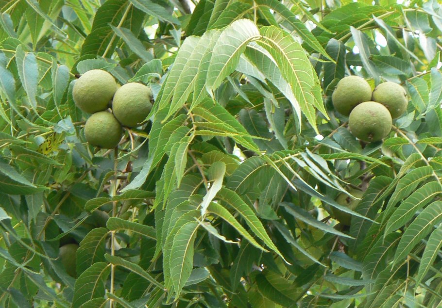 Орех чёрный Juglans