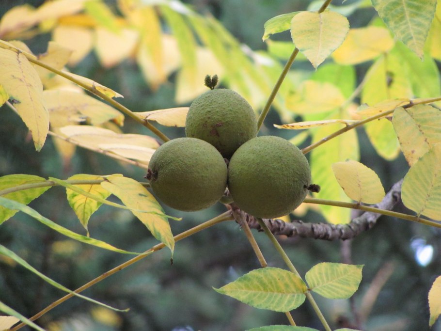 Орех чёрный Juglans
