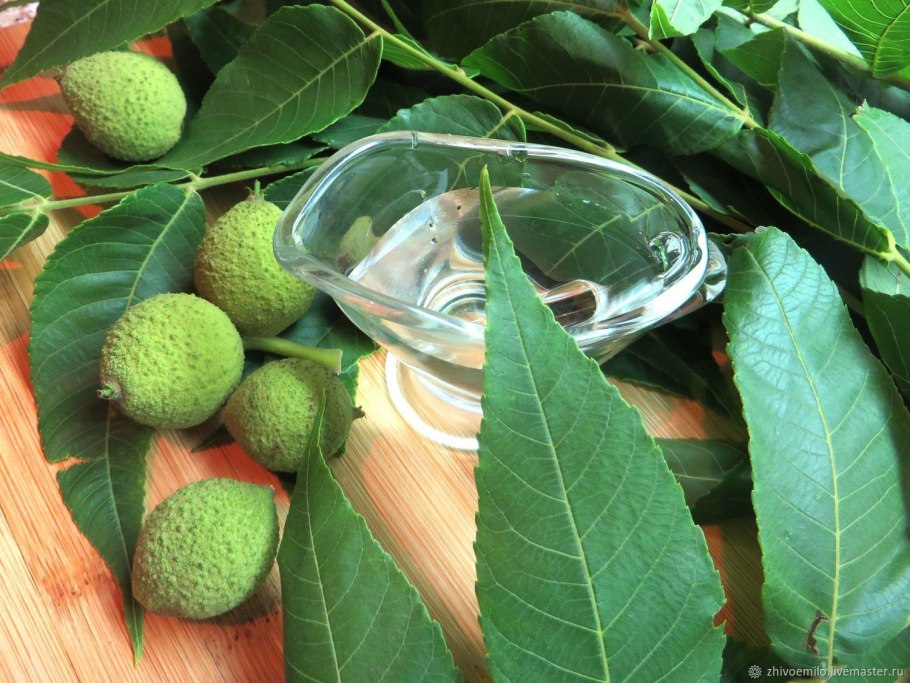 Лист грецкого ореха