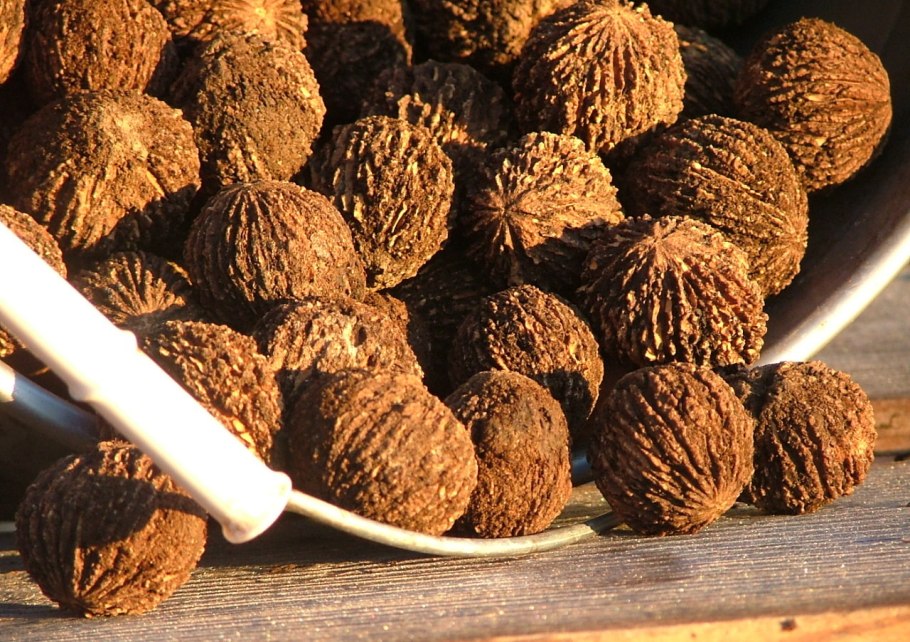 Орех чёрный Juglans nigra дерево