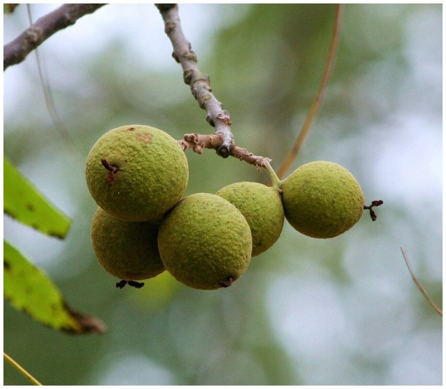 Орех грецкий juglans regia