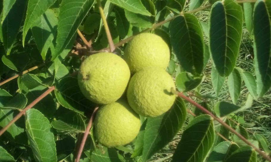 Орех чёрный