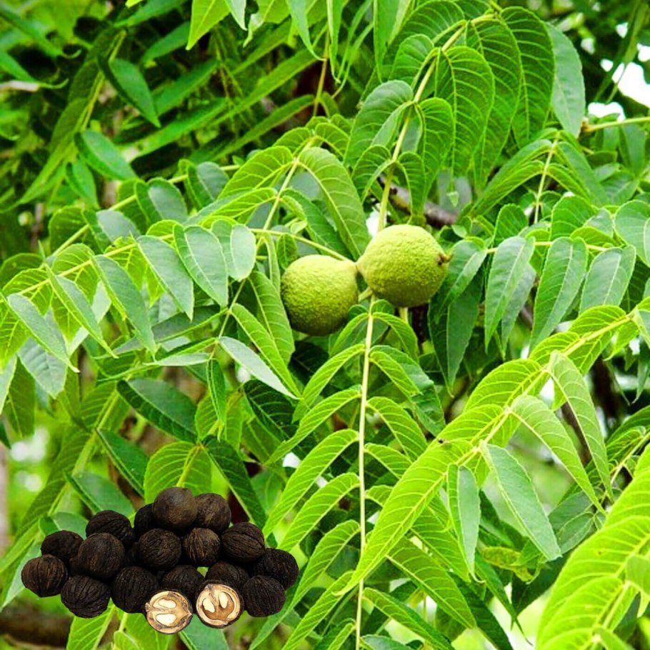 Орех маньчжурский (Juglans nigra l.)